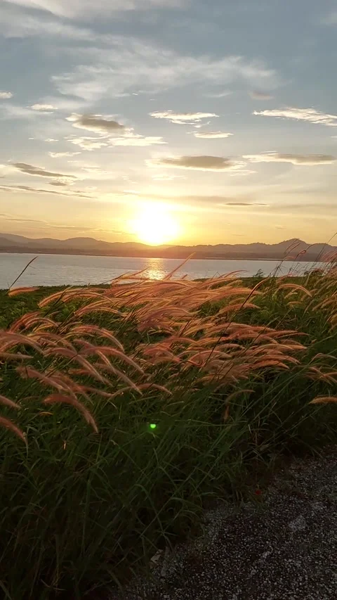 The strong wind blows the grass tops and shakes the beautiful blue sky Stock Footage 257569861