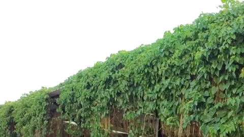 Strong wind that blows the green plants Stock Footage 252071094