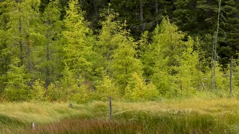 A strong wind blows a group of autumn colored tamarack larch trees Vídeo Stock 141381029