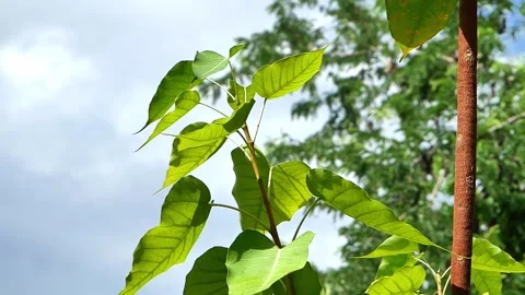 A strong wind blows leaves at the park. Stock Footage 281064392