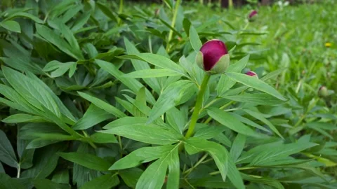 Strong wind blows the Red peony Stock Footage 309446887