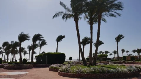 Strong Wind Blows on the Red Sea. Palm trees sway around. Flowerbed Near the Sea Stock Footage 116972977