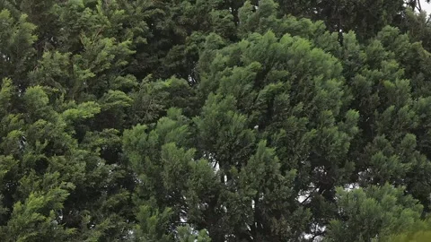 Strong wind blows through cedar trees, moving branches and needles Stock Footage 336223533