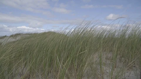 Strong wind blows through the dunes grass Stock Footage 94185125