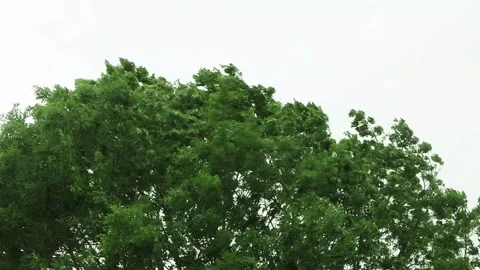 Strong wind blows through a tree, storm Video stock 247445400