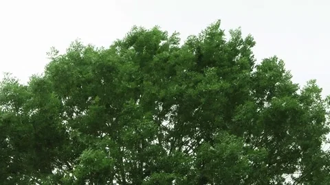 Strong wind blows through a tree, storm Video stock 247445666