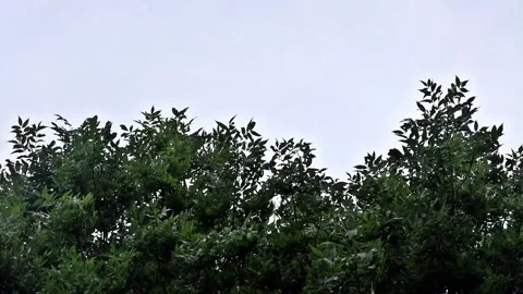 Strong wind blows through a tree, storm Video stock 247446190