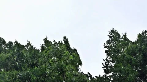 Strong wind blows through a tree, storm Stock Footage 247468079