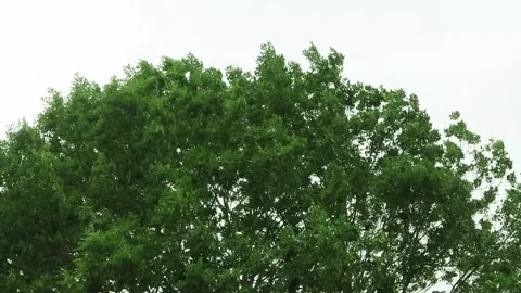 Strong wind blows through a tree, storm Stock Footage 247480647
