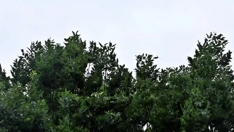 Strong wind blows through a tree, storm Stock Footage 247488227