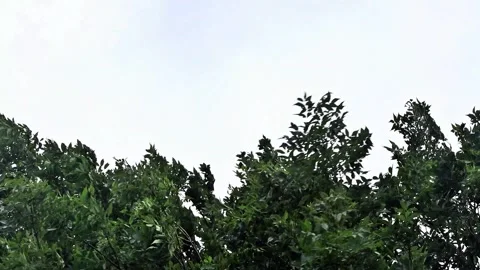 Strong wind blows through a tree, storm Stock Footage 261988015