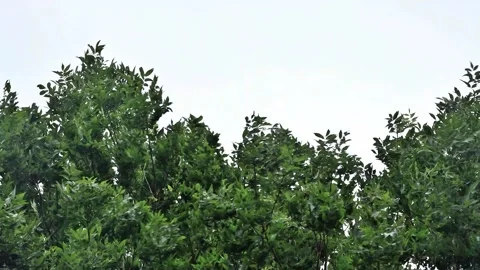 Strong wind blows through a tree, storm Stock Footage 262021813