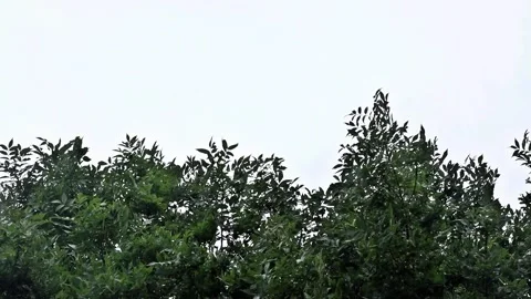 Strong wind blows through a tree, storm Stock Footage 262027916