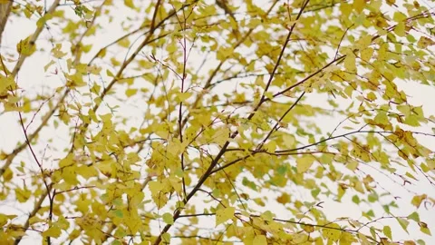 Strong wind blows on a tree with yellow autumn leaves. Windy weather in autumn Stock Footage 143731766