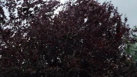 Strong Wind Blows the Treetops Footage Video stock 280748587
