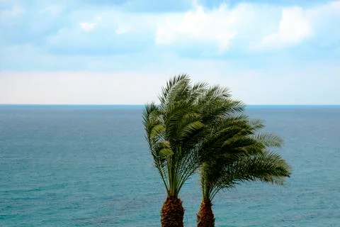 A strong wind blows on two palm trees against the background of the cloudy sk Stock Photos