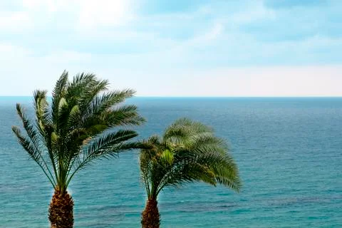A strong wind blows on two palm trees against the background of the cloudy sk Stock Photos