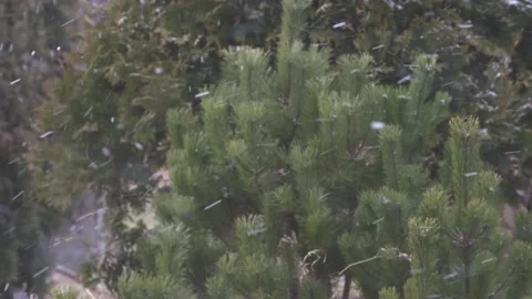 Strong wind with blurred snowfall Stock Footage 146812161