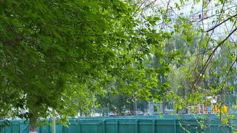 Strong wind. The branches of a tree with green leaves flutter in the wind Video stock 130844146