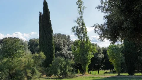 Strong wind breaks bends trees sunny day. Poplars blow wind during a hurricane Stock Footage 254805088