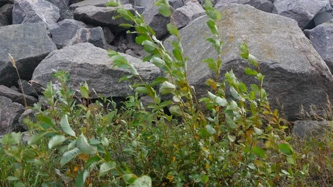 Strong wind in the bushes Stock-Footage 95068283