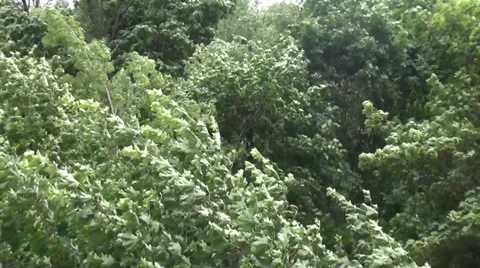 Strong wind catching green tops of the trees Stock Footage 39821979