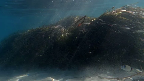 Strong wind that caused great waves underwater in the sea Vidéo 81284046