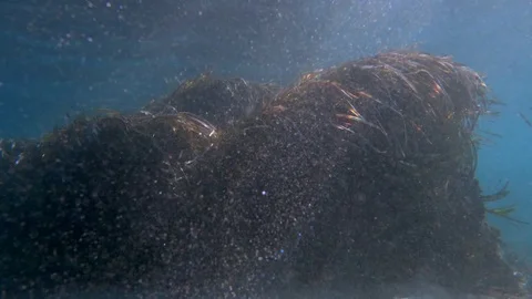 Strong wind that caused great waves underwater in the sea Video stock 81469298