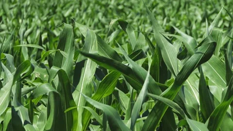 Strong wind in the corn field and camera slide Stock-Footage 131332401
