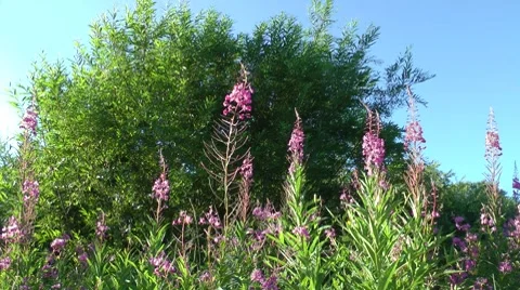 Strong wind - a cyclone harbinger Stock-Footage 8562054