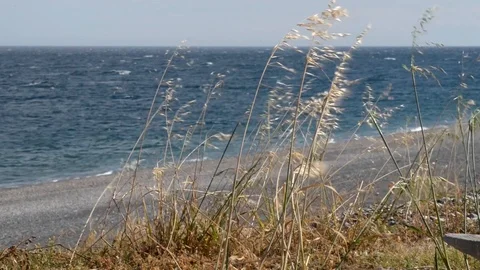 Strong wind day in Spring Video stock 110905963