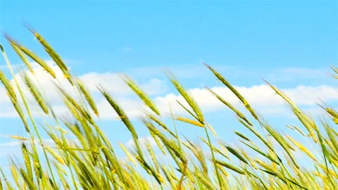 Strong wind in the field. Swinging wheat. Blue sky. Beautiful rural landscape Stock Footage 90662026