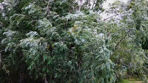 Strong wind. Stock Footage 115060594