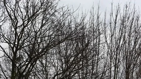 Strong wind Stock Footage 178009929