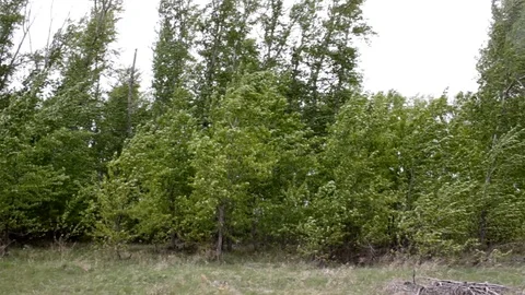 Strong wind in the forest Stock Footage 108395619