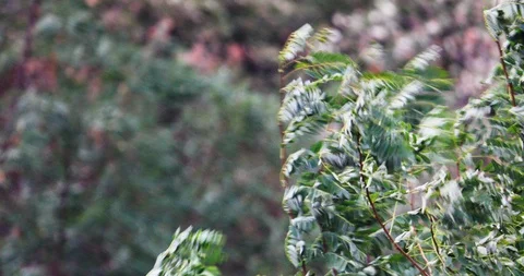 Strong wind in the forest Stockbeeldmateriaal 115680713