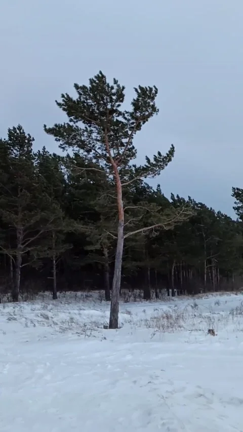 Strong wind in the forest Stock Footage 221320672
