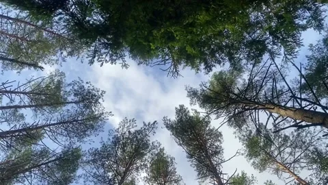 A strong wind in the forest shakes the tops of pine trees against the blue sky Stock Footage 220613535