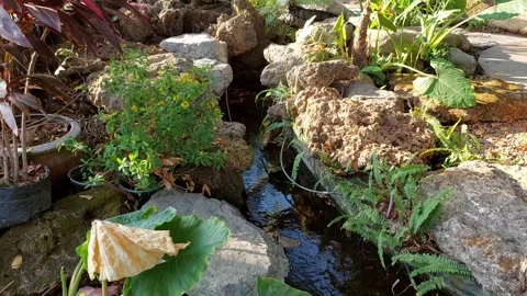 Strong wind, leaves shaking Stock Footage 264145335