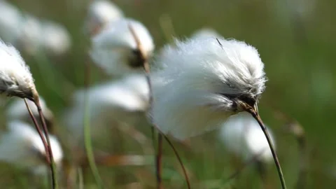 Strong Wind Move the Cotton Grasses in a Windy Day Stock Footage 157446145