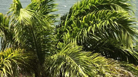 A strong wind moves a palm tree in Trinidad and Toago. The Caribbean Sea. Stock Footage 297601516