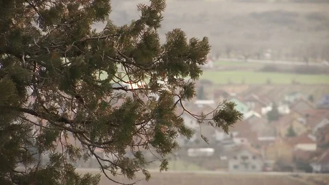A strong wind moves a tree branch Stockbeeldmateriaal 102277095