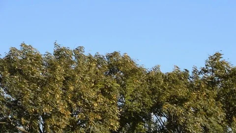 Strong wind that moves the trees Vidéo 123023039