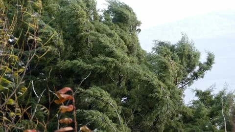 The strong wind moves the trees on a sunny autumn day. Static shot Stock-Footage 263531706
