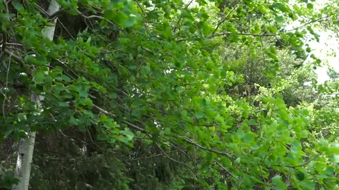 Strong wind moving the aspen tree leaves Stock Footage 312112506