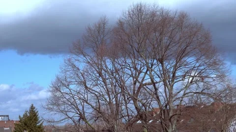 Strong wind moving a bare tree with stormy clouds Stock Footage 150174022