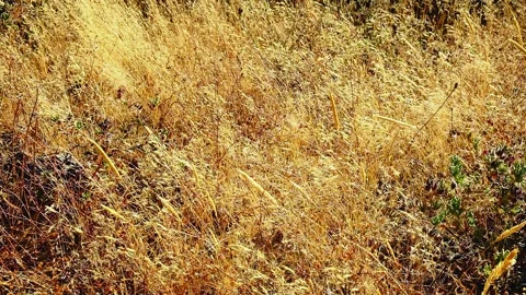 Strong wind moving the dray grass in nature 库存影片 139593873