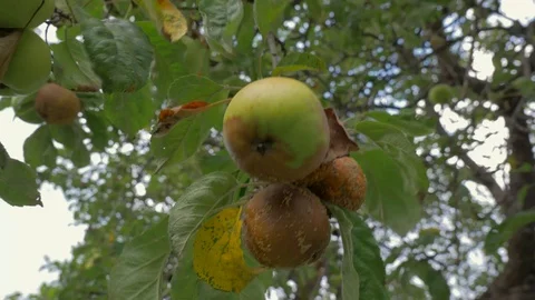 Strong wind moving the rotten apple fruits Stock Footage 114982679
