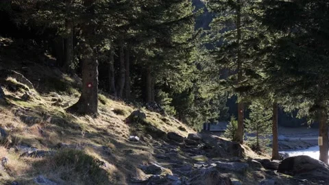 Strong wind moving the tree branches and leaves on an autumn day Video stock 170388738