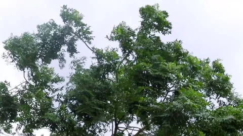 Strong wind moving tropical tree canopy beneath a bright overcast sky Video stock 336533158